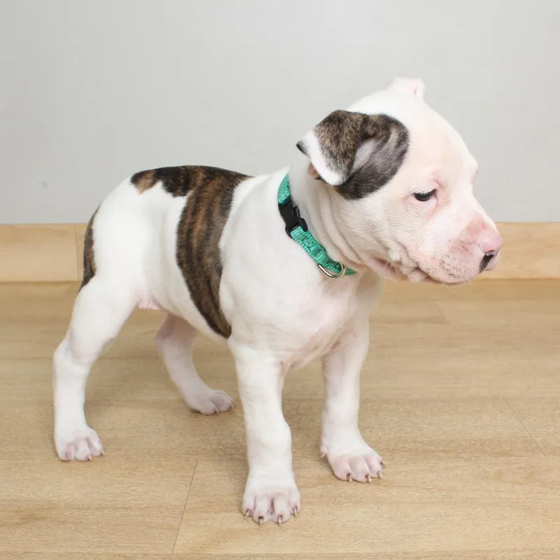 A baby medium-sized female White / Cream Pit Bull Terrier dog named Peperoncino D for adoption in Minnetonka, MN