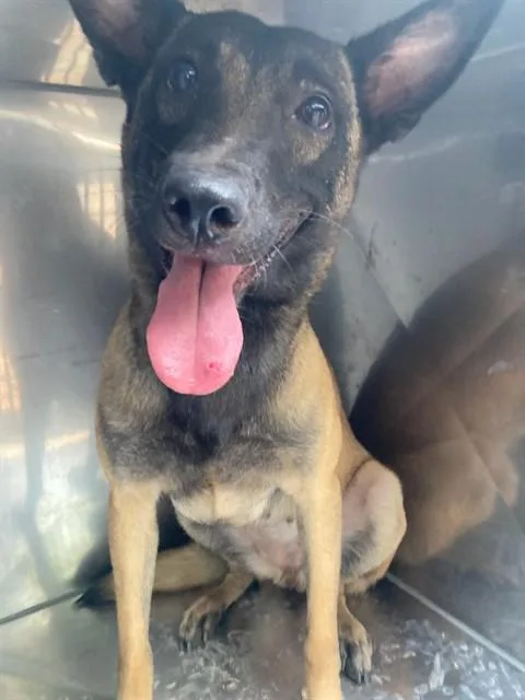 A young large-sized female Belgian Shepherd / Malinois dog named Minnie for adoption in Dallas, TX