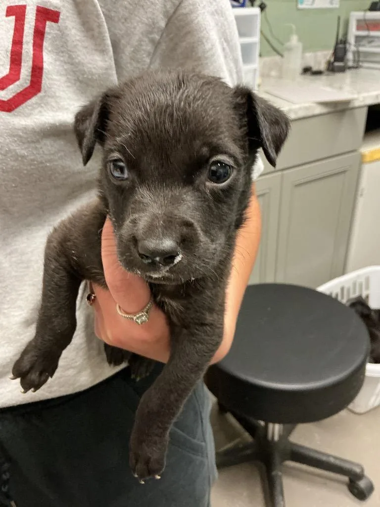 A baby small-sized female Pit Bull Terrier dog named Chanel for adoption in Dyersburg, TN
