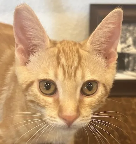A baby medium-sized male Tabby (Orange / Red) Tabby cat named Ozzyb for adoption in North Highlands, CA