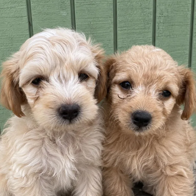 Biscotti and Figgy