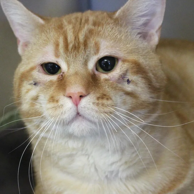 The Honorable Cheez thumbnail 2