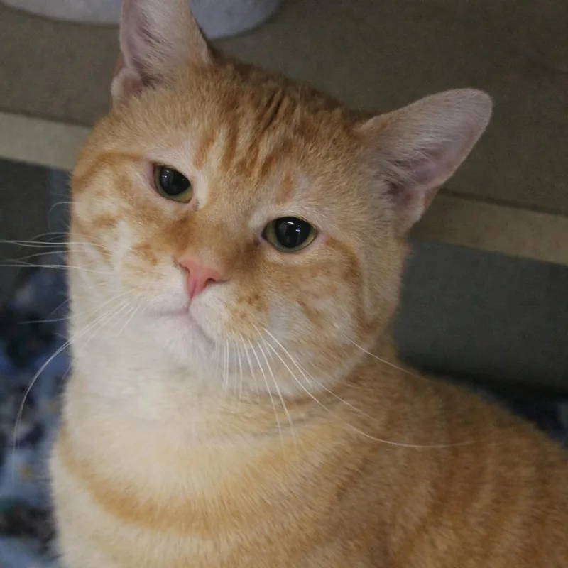 The Honorable Cheez thumbnail 3