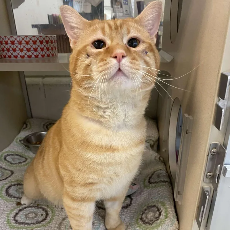 The Honorable Cheez thumbnail 5