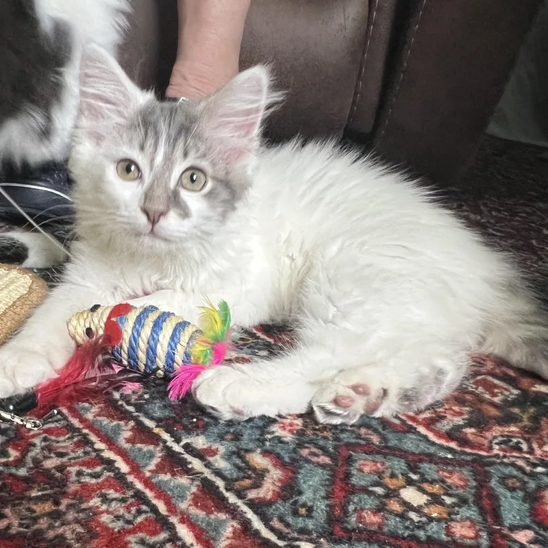 A baby medium-sized female White Domestic Long Hair cat named Scout for adoption in New Bern, NC