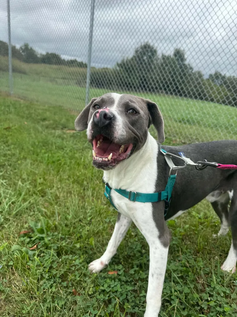 An adult medium-sized male Pit Bull Terrier dog named Mort for adoption in Shelbyville, KY