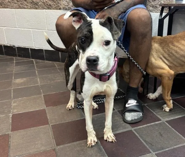 An adult small-sized female Mixed Breed dog named Cutie Pie for adoption in New York, NY