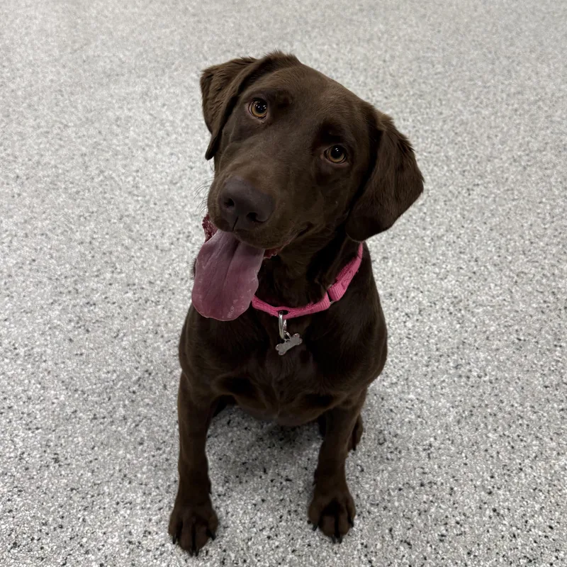 A young medium-sized female Brown / Chocolate Labrador Retriever dog named Lizzy for adoption in Columbia, SC