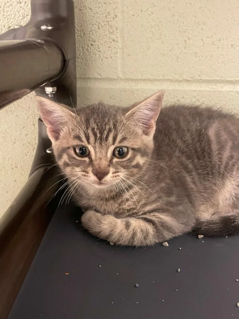 A baby small-sized male Domestic Short Hair cat named Squiggy for adoption in Hamilton, OH
