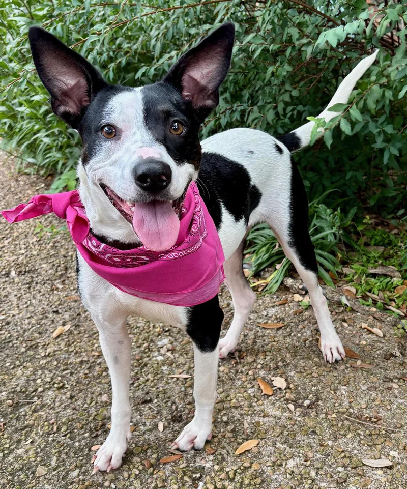 An adult medium-sized female Harlequin Terrier dog named Luna Moo  Gorgeous for adoption in Cypress, TX