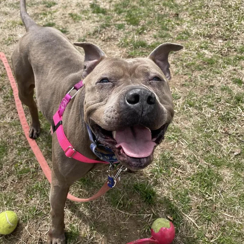 A senior medium-sized female Gray / Blue / Silver Pit Bull Terrier dog named Princess for adoption in Manchester, CT