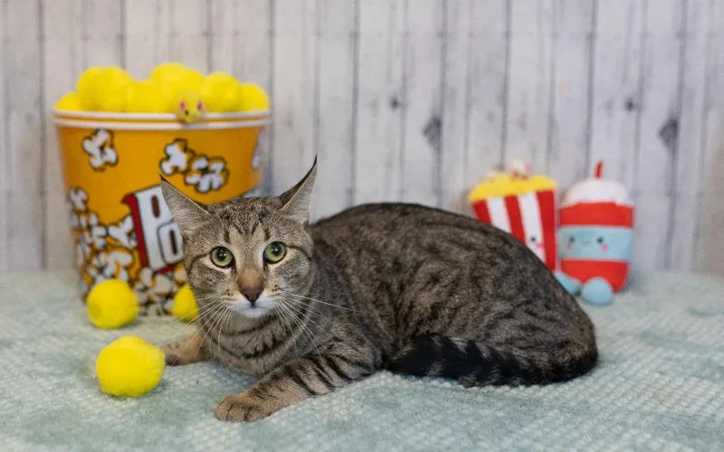 A young medium-sized male Domestic Short Hair cat named Bedford for adoption in Roanoke, TX