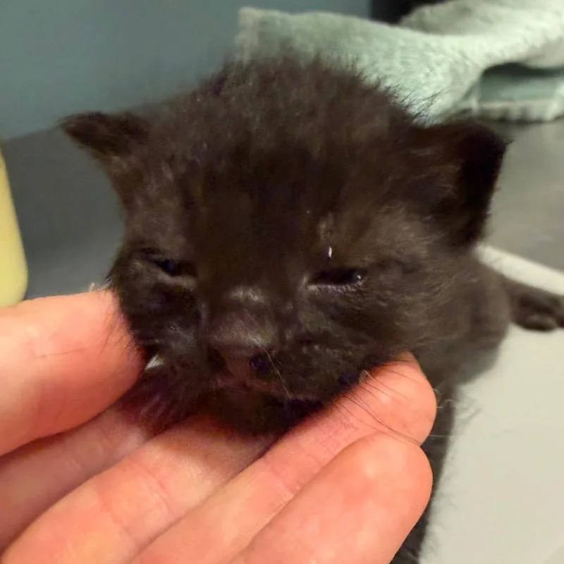 A baby small-sized male Black Domestic Short Hair cat named Peter for adoption in Chattanooga, TN