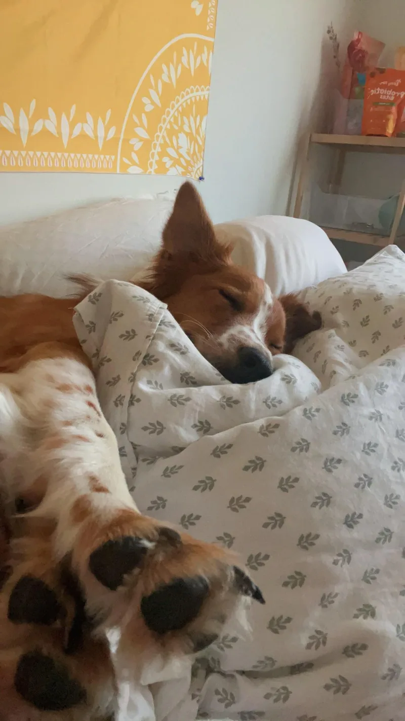 Courtesy Listing!  Remy thumbnail 3