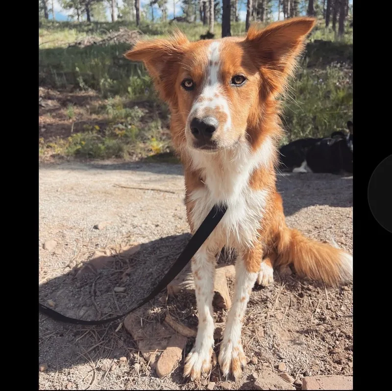 Courtesy Listing!  Remy thumbnail 4