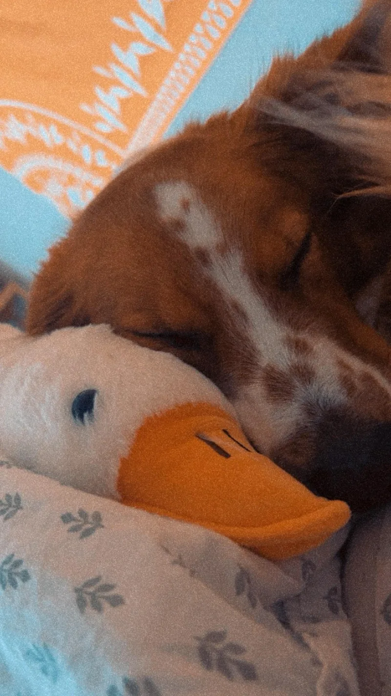 Courtesy Listing!  Remy thumbnail 6