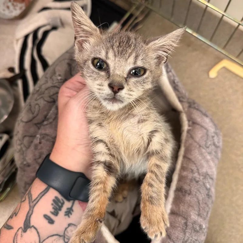 A baby small-sized female Brown / Chocolate Domestic Short Hair cat named Pastrami for adoption in Lynchburg, VA