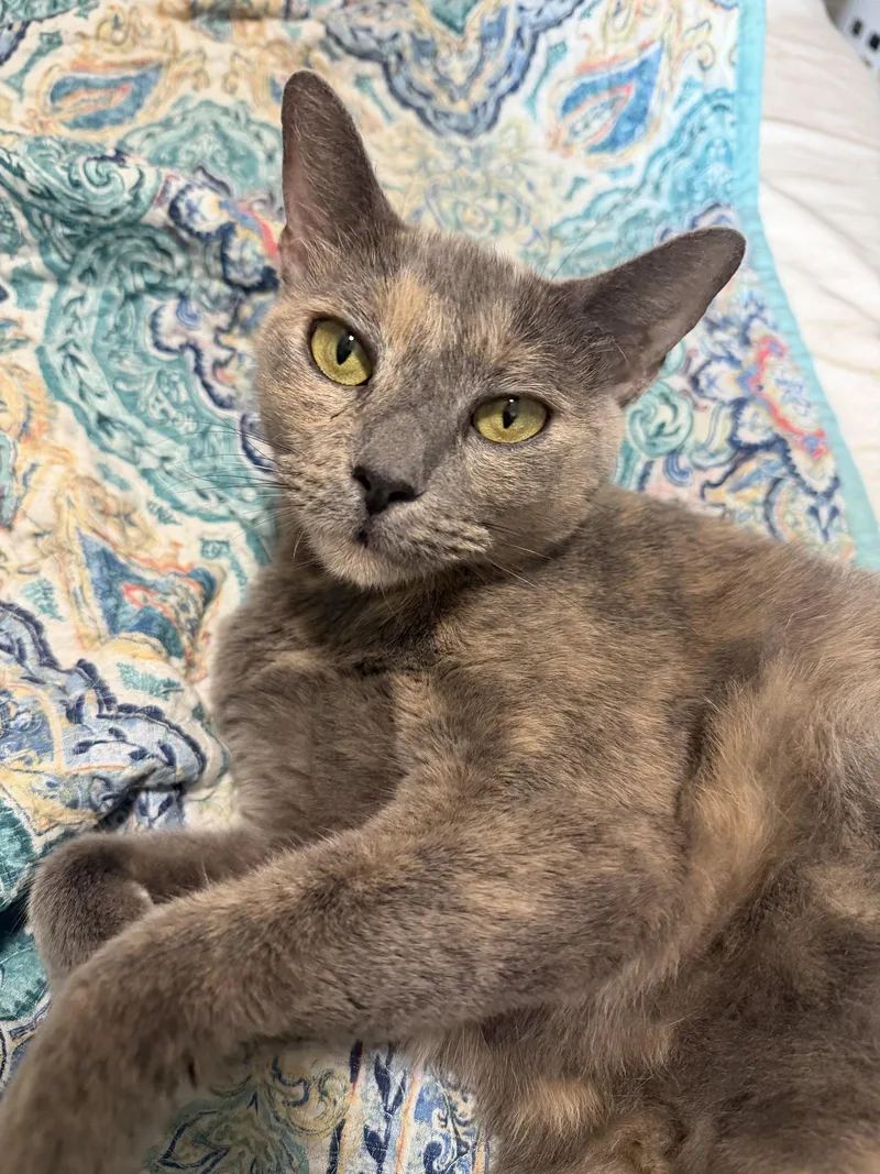 An adult medium-sized female Domestic Short Hair cat named Khloe for adoption in Tampa, FL