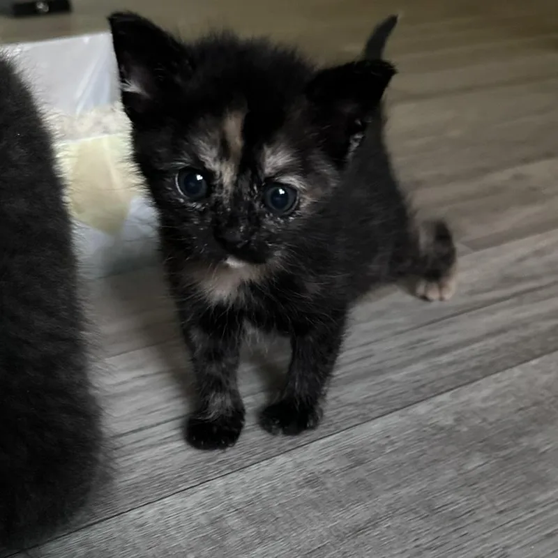 A baby medium-sized female Tortoiseshell Domestic Short Hair cat named Amber for adoption in Austin, TX