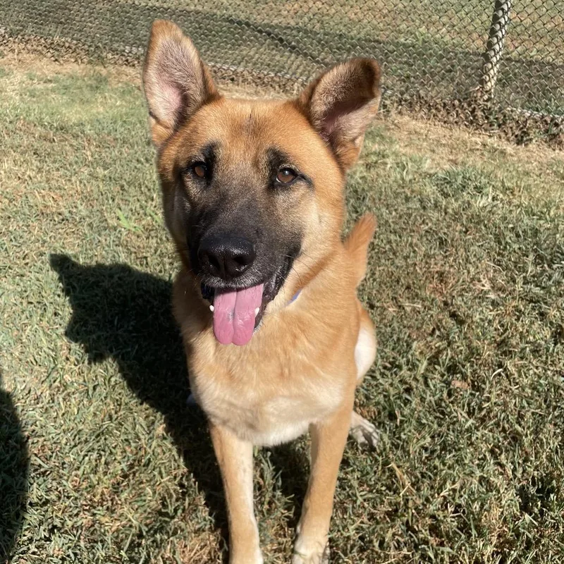 An adult large-sized male Brown / Chocolate Mixed Breed dog named Flint for adoption in Chattanooga, TN