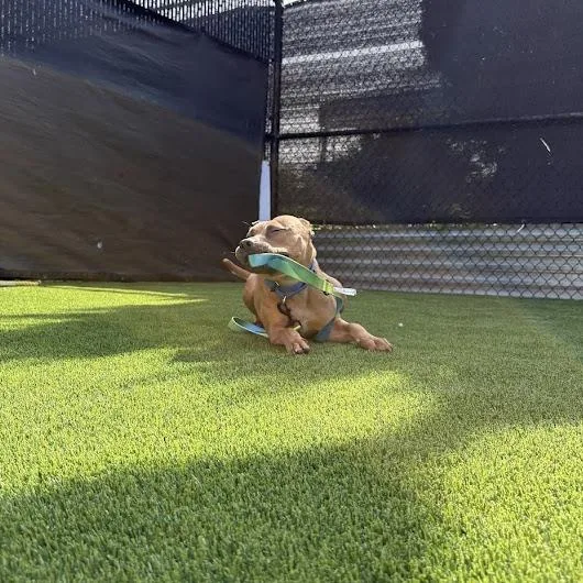 An adult medium-sized female Yellow / Tan / Blond / Fawn Mixed Breed dog named Laney for adoption in Pittsburgh, PA