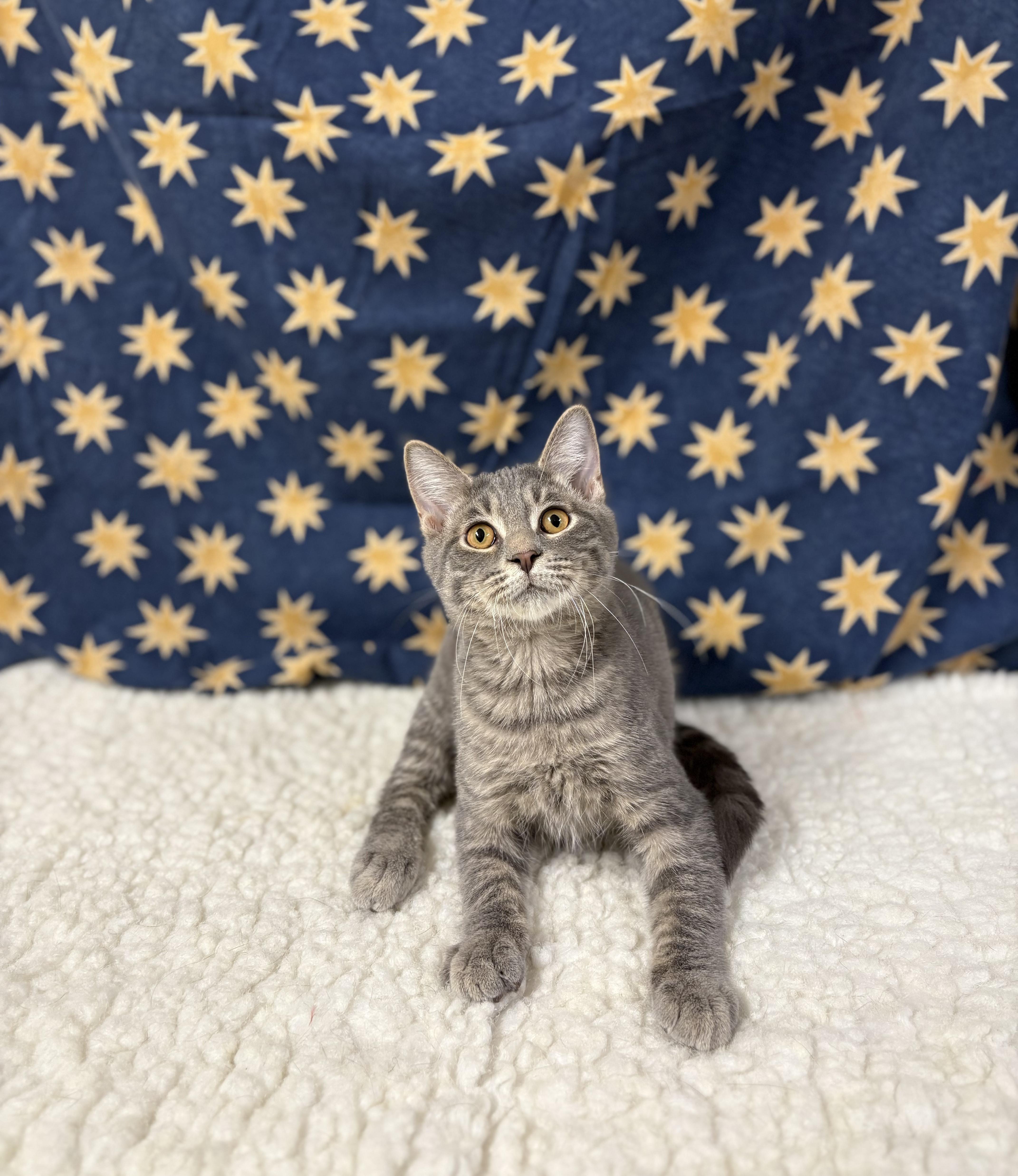 A young medium-sized male Tabby (Gray / Blue / Silver) Domestic Short Hair cat named Fisher for adoption in Upper Sandusky, OH