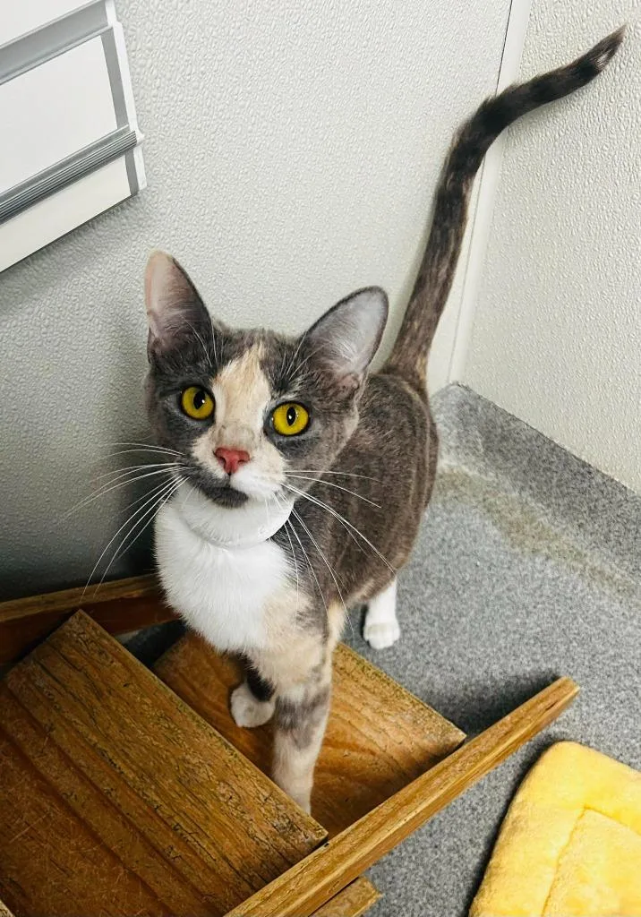 An adult large-sized female Dilute Calico Domestic Short Hair cat named Charlotte for adoption in New Philadelphia, OH