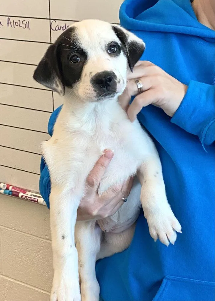 A baby small-sized female White / Cream Mixed Breed dog named Pebble for adoption in Alexandria, VA