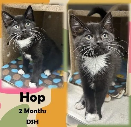 A young medium-sized male Black & White / Tuxedo Domestic Short Hair cat named Hop for adoption in Franklin, IN