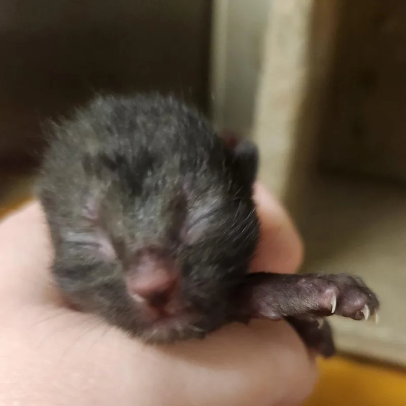 A baby small-sized male Black Domestic Short Hair cat named Flash Dolphin for adoption in Asheville, NC