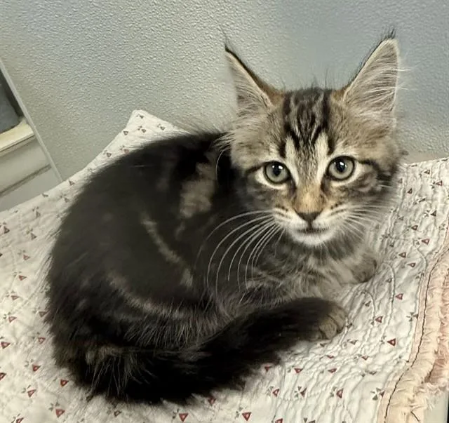 A baby small-sized female Domestic Medium Hair cat named Penelope for adoption in Sarasota, FL