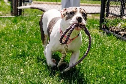 An adult large-sized male Mixed Breed dog named Skipper Fka Flipper for adoption in West Chester, PA