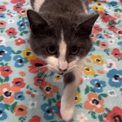 A young small-sized female Domestic Short Hair cat named Demeter for adoption in Janesville, WI