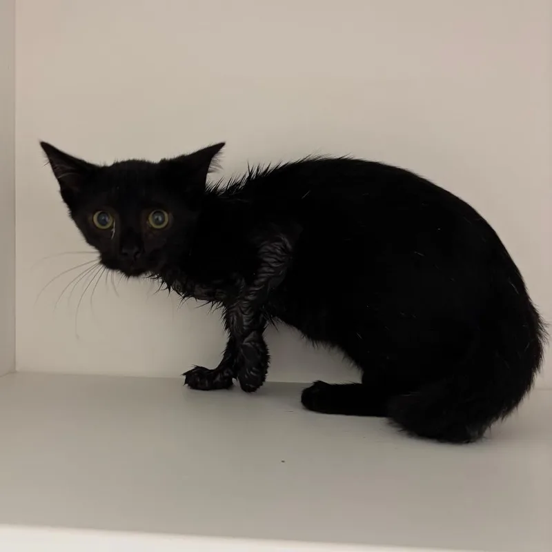 A baby small-sized female Black Domestic Short Hair cat named Lily for adoption in St Joseph, MO