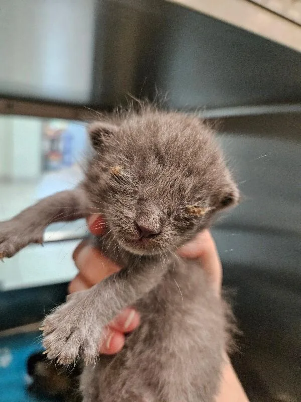 A young medium-sized male Gray / Blue / Silver Domestic Short Hair cat named Jellybean for adoption in Disputanta, VA