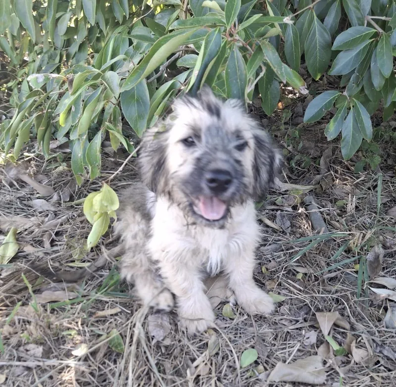 A baby medium-sized female Apricot / Beige Wheaten Terrier dog named Moti for adoption in New York, NY