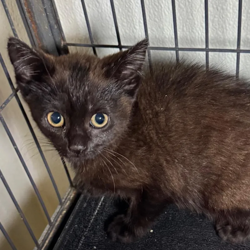 A baby small-sized female Domestic Short Hair cat named Rae for adoption in Saginaw, MI