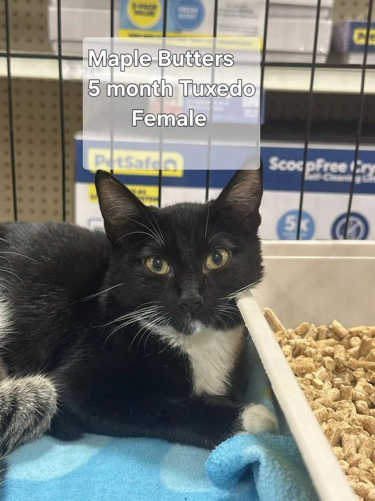 A baby small-sized female Black & White / Tuxedo Domestic Short Hair cat named Maple Butters for adoption in Orlando, FL