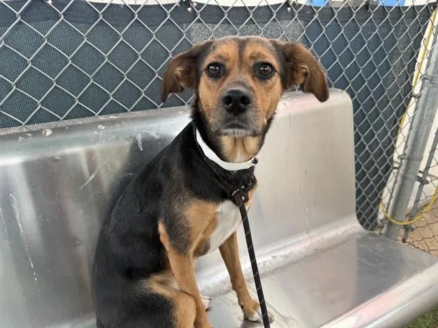 An adult large-sized female German Shepherd Dog dog named Cookie for adoption in Phoenix, AZ