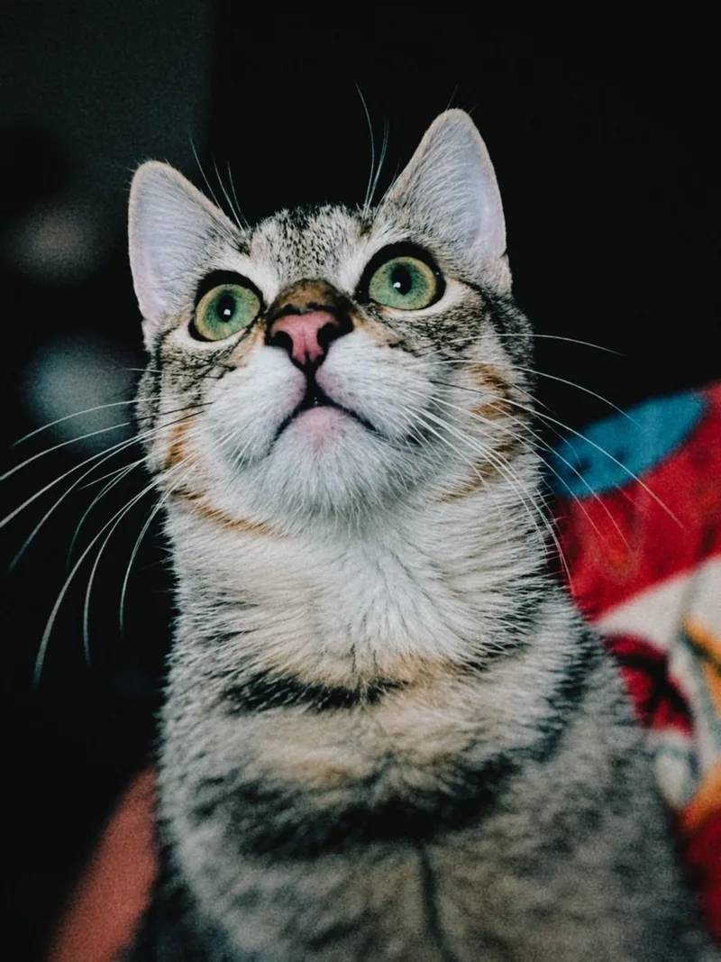 A baby medium-sized male Tabby cat named Grey H for adoption in Fresno, CA