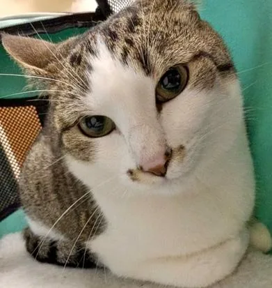Nova