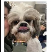 An adult small-sized male White / Cream Shih Tzu dog named Doc for adoption in Joliet, IL