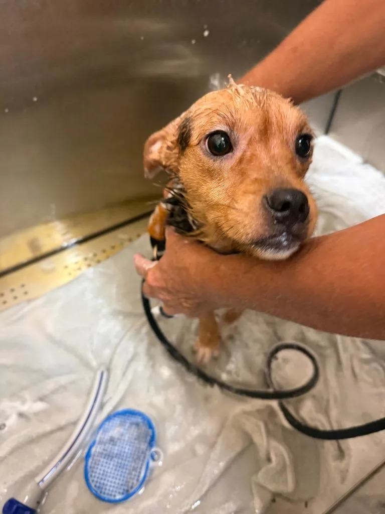 A young medium-sized female Mixed Breed dog named Maggie for adoption in Marion, OH