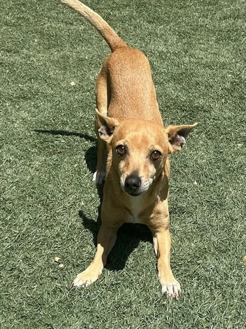 An adult small-sized male Chihuahua dog named Joey for adoption in Salinas, CA