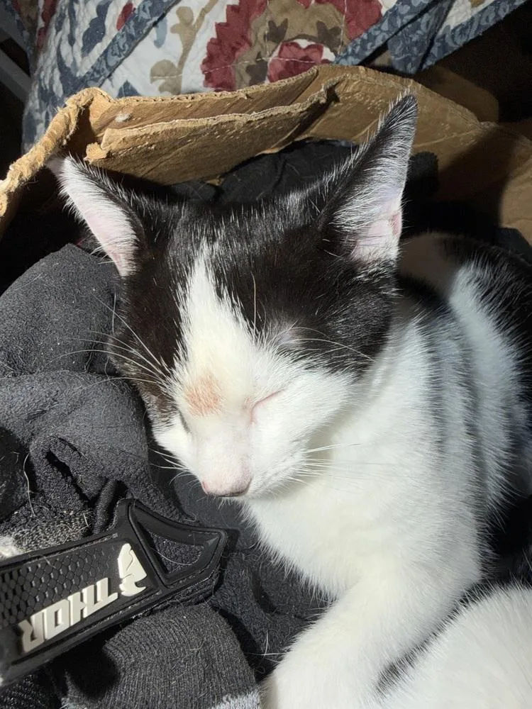 A baby small-sized female Black & White / Tuxedo Domestic Short Hair cat named Star for adoption in Deltona, FL