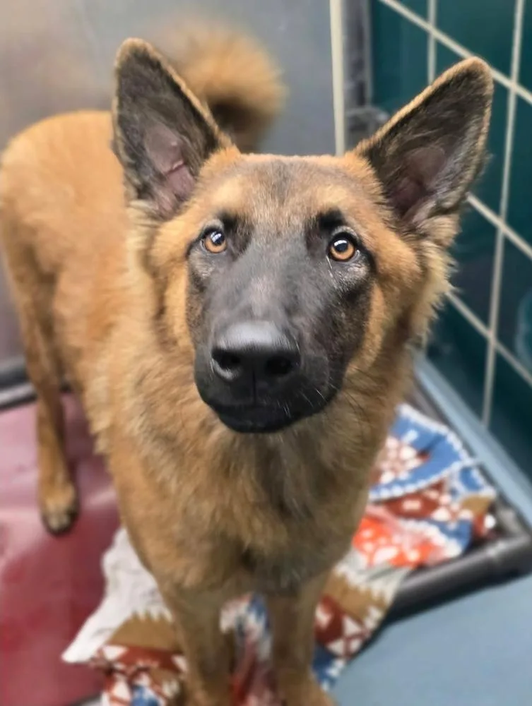 An adult large-sized male German Shepherd Dog dog named Baxter for adoption in Sedalia, CO