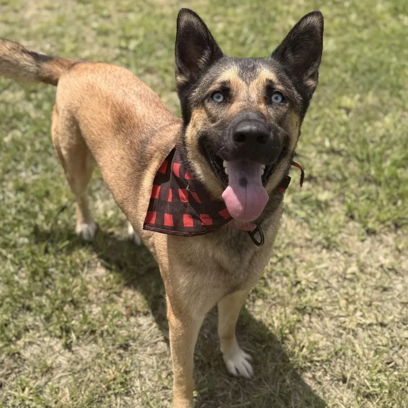 A young small-sized male Mixed Breed dog named Duke for adoption in Springboro, OH