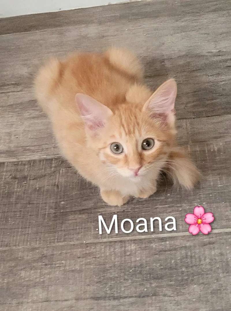 A baby medium-sized female Orange / Red Domestic Short Hair cat named Moana for adoption in Las Vegas, NV