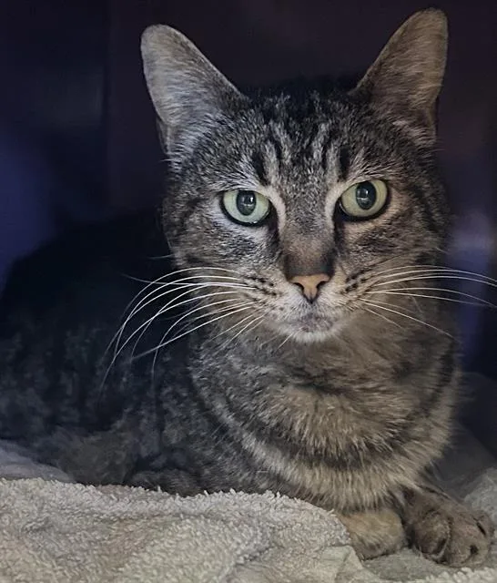 A senior small-sized female Domestic Short Hair cat named Whinnie for adoption in Santa Cruz, CA