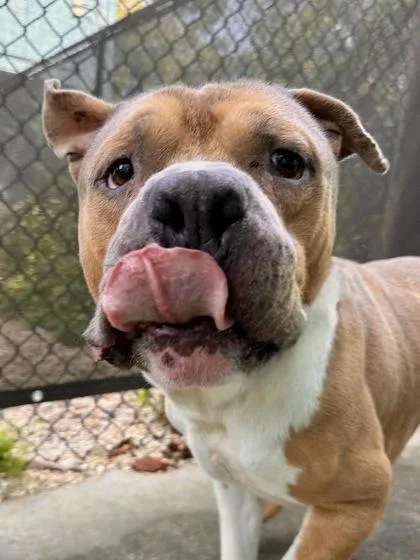An adult large-sized male Pit Bull Terrier dog named Bighead for adoption in New Orleans, LA